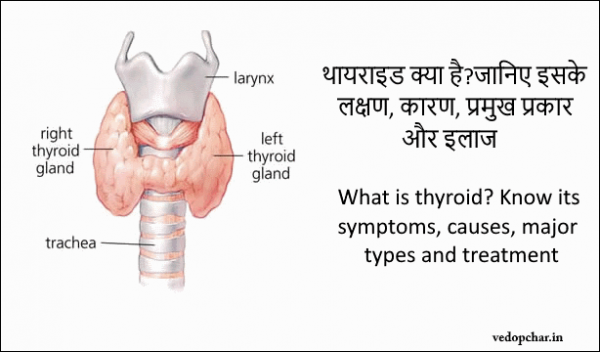 Thyroid:थायराइड क्या है? जानिए इसके लक्षण, कारण और उपचार