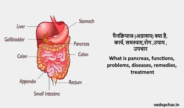 Pancreas in hindi