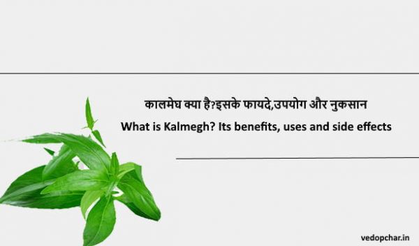 Kalmegh in hindi:कालमेघ क्या है?इसके फायदे,उपयोग और नुकसान
