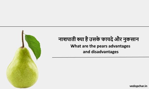 Pear Fruit in Hindi:नाशपाती क्या है उसके फायदे और नुकसान