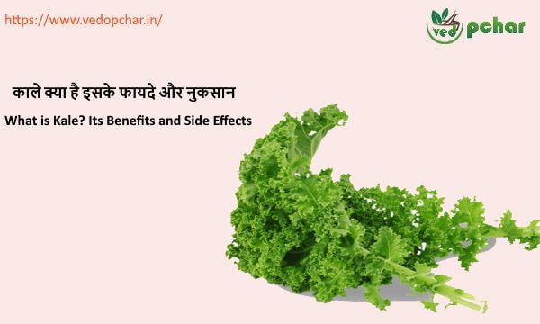 Kale in hindi : काले क्या है इसकी सम्पूर्ण जानकारी