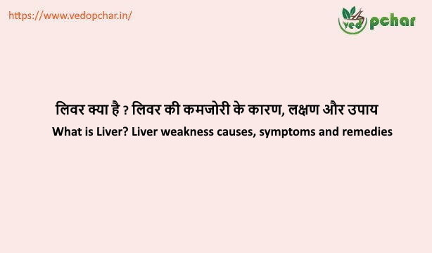 Liver in hindi