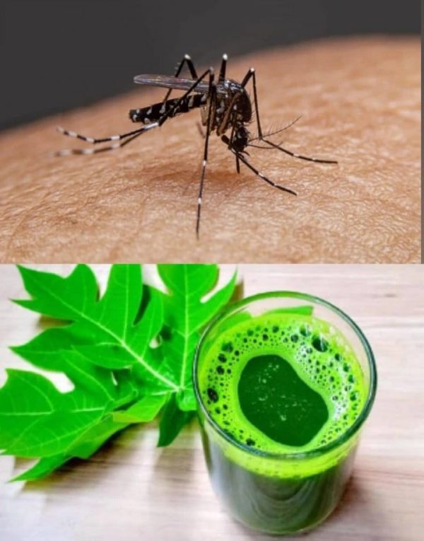 डेंगू से घरेलु बचाओ ,उपचार ,लक्षण  Home remedies for dengue, treatment, symptoms